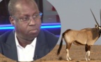 Affaire des gazelles Oryx : Une plainte annoncée contre Abdou Karim Sall