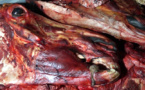UNE IMPORTANTE QUANTITÉ DE VIANDE DE CHEVAL AINSI QUE DEUX TÊTES RETROUVÉES DANS LEUR CONGÉLATEUR