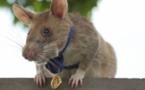 Un rat héroïque détecteur de mine reçoit une médaille d'or