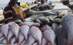 Maladie 'mystérieuse" : Psychose à Mbour, les clients désertent les vendeurs de poissons