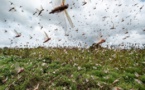 Urgence signalée pour la riziculture de la Vallée du Fleuve: des rats et des criquets dévastent les champs