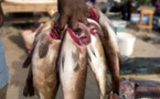 Grève des mareyeurs du Sénégal : Pas de poissons pendant 3 jours