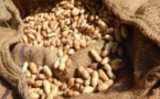 L’État du Sénégal bloque les exportations d’arachide