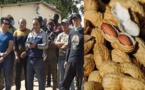 Production de 1,8 million de tonnes d'arachide: les faits démentent le ministre de l'agriculture