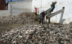 Exportation de farine et d'huile de poisson selon greenpeace: Les petits poissons pélagiques des côtes de l’Afrique de l’Ouest pillés pour nourrir des animaux en Europe