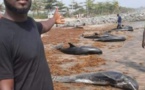 Drame maritime: Des carcasses de tortues et de dauphins échouent sur la grande côte