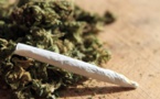 UN SENEGALAIS ARRETE POUR TRAFIC ET POSSESSION DE DROGUE: Il plantait la marijuana dans un domaine appartenant à l’Etat