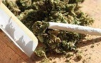 OPÉRATION COUP DE POING A YEUMBEUL SUD Un trafiquant interpellé avec 1,6 kg de chanvre indien