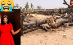 Tiste Fin de Aby Cissé, emportée par l’affaissement d’un baobab à Thiès