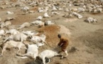 Arrondissement de Cas-Cas : 400 têtes de bétail décimées par les eaux de pluie