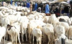 Envolée des prix des petits ruminants : Sédhiou dans l'attente des moutons en provenance du Mali
