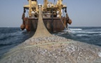 NOUVEAU RAPPORT DE LA FINANCIAL TRANSPARENCY COALITION :Quand le Sénégal devient l'épicentre mondial de la pêche illégale