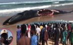Baleine morte échouée sur la plage Diamalaye