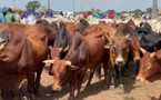 Des bœufs d’une valeur de 1,5 milliard distribués dans les foyers religieux pour le Gamou