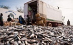 Développement de l'industrie de farine et d'huile de poisson : La sécurité alimentaire au Sénégal et en Mauritanie menacée (Greenpeace)