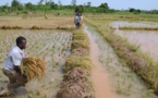 L’Afrique de l’Ouest peut augmenter considérablement sa production rizicole, sous quelques conditions (rapport)