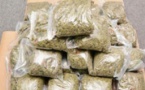 TRAFIC DE CHANVRE INDIEN A RUFISQUE : Un maçon pris avec 208 kg de l’herbe illicite