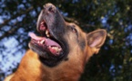 FRAYEUR À KEUR MBAYE FALL : Un chien cible les enfants, les attaque et les mord