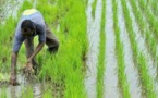CAMPAGNE AGRICOLE 2023-2024 : Kaffrine conforte sa domination sur l’arachide, Kolda devient la première région rizicole du Sénégal
