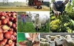 AGRICULTURE 792.160 ménages pratiquent l'élevage contre 648.052 ménages pour l’agriculture au sens strict