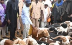 TABASKI 2025 : Le gouvernement renforce le dispositif d’approvisionnement en moutons et la lutte contre le vol de bétail