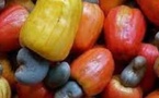 CAMPAGNE DE COMMERCIALISATION DE L’ANACARDE EN CASAMANCE : Les acteurs locaux craignent la fermeture prématurée d’usines à cause de l’anarchie