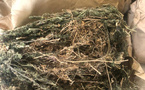 Saisie de drogue à Thioyène Hamady Mala : 80 kg de chanvre indien interceptés