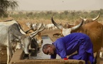 PASTORALISME AU SENEGAL : Stabilité relative et des vulnérabilités à surveiller