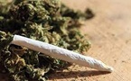 TRAFIC DE DROGUE A DIAMAGUENE/SICAP MBAO : Un dealer surpris avec un joint à la bouche et son arsenal