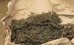 1kg de chanvre indien saisi à Dakar