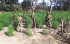 Ziguinchor : 3 personnes interpellées dans des champs de cannabis de Djibidione