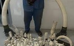 Criminalité faunique : un individu arrêté avec 103 pièces d'ivoire