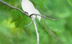 ‘’Février’’ et ses plumes