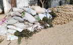 Lutte contre les trafics illicites en Casamance : l'armée frappe fort