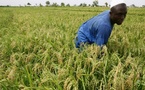 AGRICULTURE : La baisse des crédits aux producteurs de -27,9% impacte les rendements