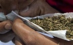 Trafic de drogue : 3 dealers pris avec 4kg de chanvre indien, le fournisseur de la drogue est recherché