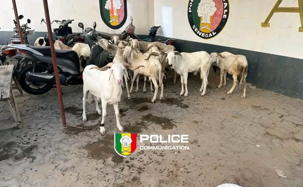 Un individu arrêté pour vol