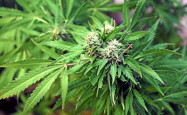 Trafic de drogue : la Gendarmerie met la main sur 43 kg de yamba