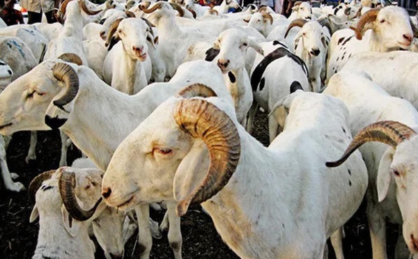 Tabaski 2026 : vers le 28 mai prochain