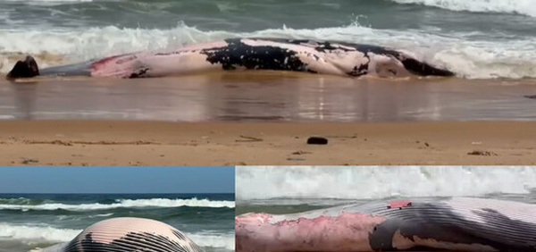 Guédiawaye : une baleine de dix mètres échoue sur la plage