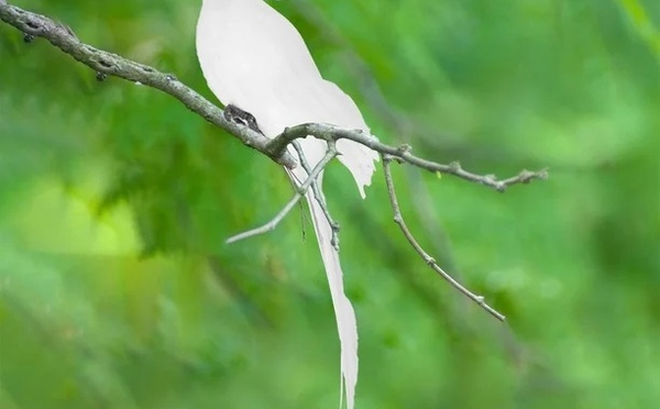 ‘’Février’’ et ses plumes
