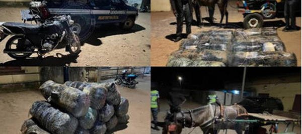 Joal : 360 kg de chanvre indien saisis par la gendarmerie