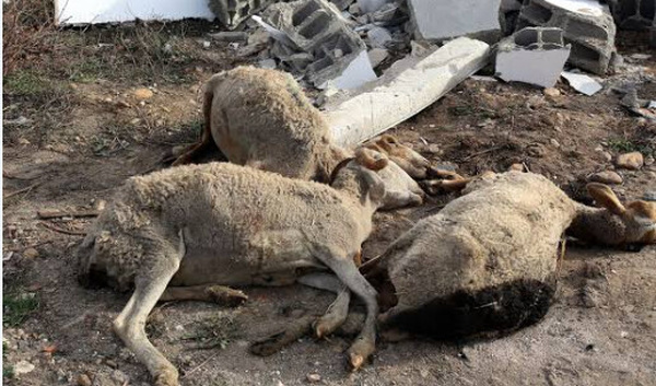 HLM BISCUITERIE : Un homme arrêté pour abattage clandestin d’un mouton et tentative de vente de viande impropre à la consommation