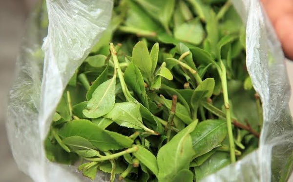 EN PROVENANCE DE L'AIBD : Trois Sénégalais arrêtés à l'aéroport de Chicago avec 530 kg de Khat d'une valeur de 85 millions F Cfa