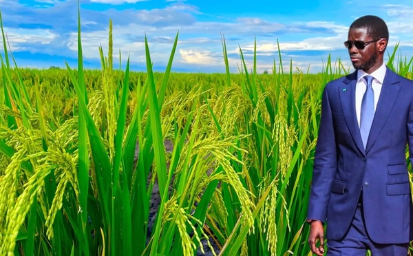 CAMPAGNE DE COMMERCIALISATION AGRICOLE 2026-2027 : Plus de 200 milliards F Cfa à mobiliser