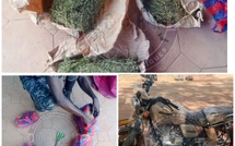 Lutte contre le trafic de stupéfiants: 04 kilogrammes de chanvre indien saisis