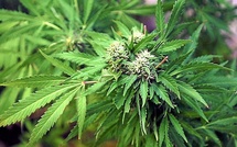 Trafic de drogue : la Gendarmerie met la main sur 43 kg de yamba