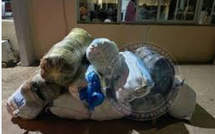 Mbour : Plus de 800 kg de chanvre indien saisis par la gendarmerie