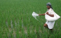 Engrais : l’Inde lorgne aussi l’Afrique pour diversifier son approvisionnement