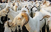 Tabaski 2026 : vers le 28 mai prochain